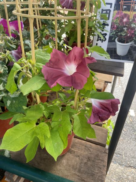 イメージ画像